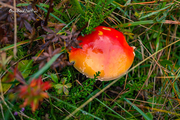 Fairytale mushroom |OFa1202|