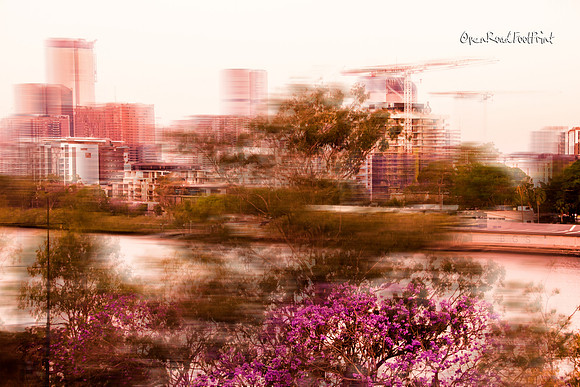 Brisbane jacaranda |OFa1500|