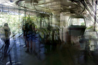 Kuranda Skyrail jacaranda |OFa1520|