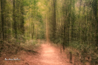 Mt Glorious, Brisbane |OFa1536|