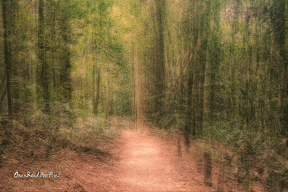 Mt Glorious, Brisbane |OFa1536|