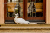 Albino peacock |OFa1470|