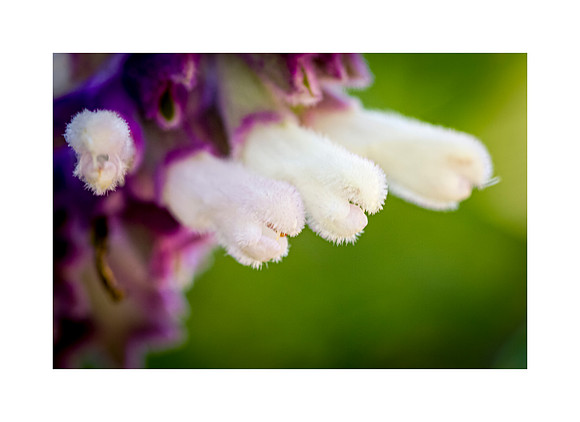 Together We Bloom
