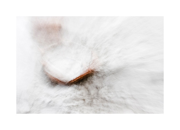 Coconut Explosion