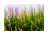 Nature's Curtains in a Breeze.