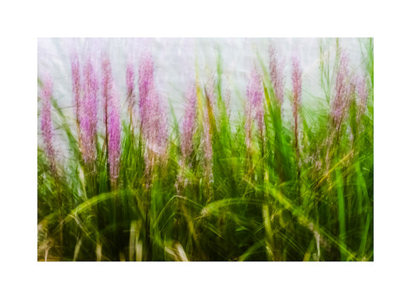 Nature's Curtains in a Breeze.