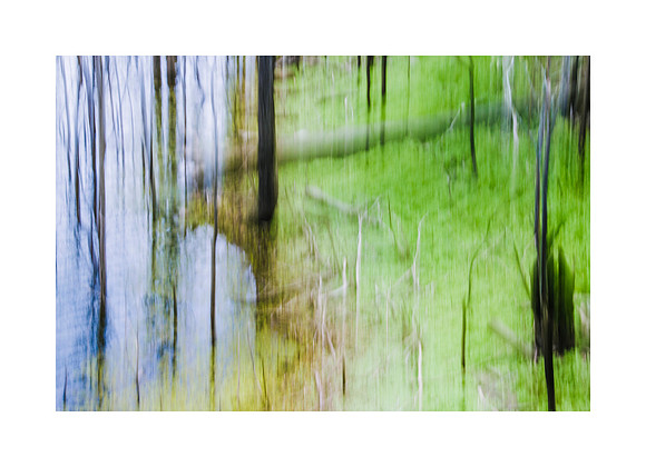 Woodland Secrets
