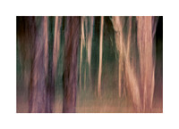 Woodland Blur
