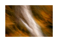 Autumnal Reverie