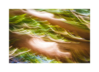 Blurred Branch Ballet