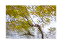 Fading Foliage Fiesta #01