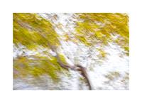 Fading Foliage Fiesta #04