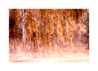 Forest Impressionism