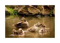 Bring the Whole Quacking Family