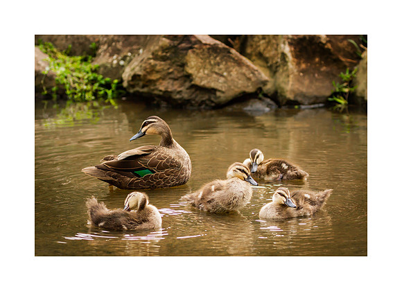 Bring the Whole Quacking Family