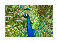 Feathered Allure