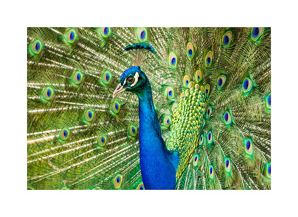 Feathered Allure