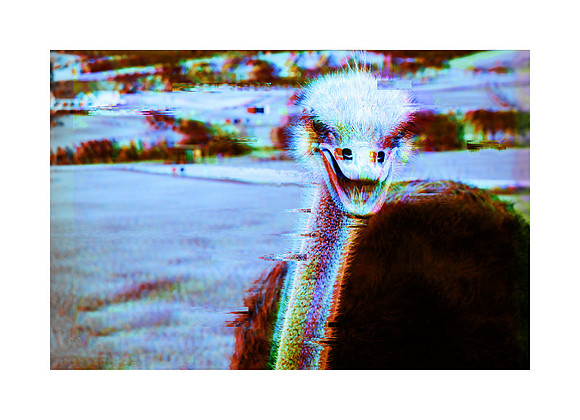 Ostrich Blip