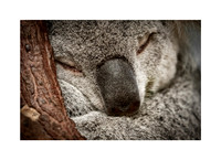 Sleep Time