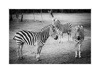 Between Black and White