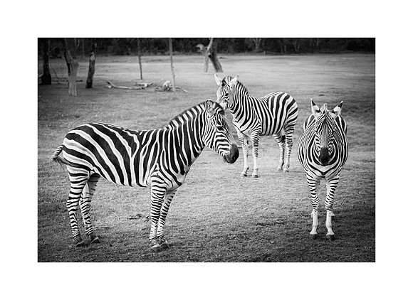 Between Black and White
