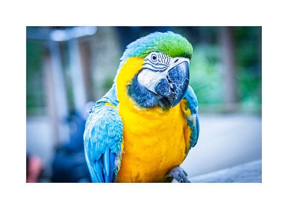 Feathers That Speak
