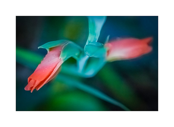 Floral Intimacy