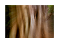 Timber and Light