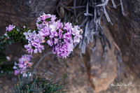 Messy beauty |OFa1238|