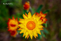 Single. Yellow. |OFa1245|