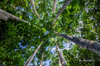 Tree merge |OFa1228|