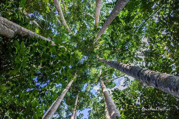 Tree merge |OFa1228|