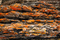 Rocky Cape National Park, Tasmania |OFa1354|