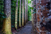 Take a walk |OFa1230|