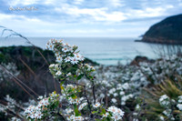 Ocean views |OFa1233|