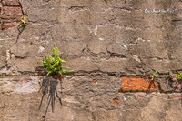 Sprouting new life |OFa1513|