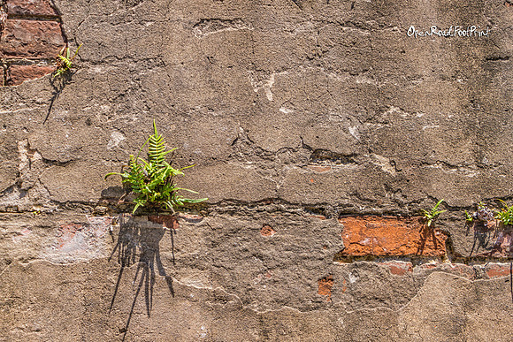 Sprouting new life |OFa1513|