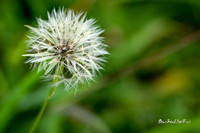 Dandelion |OFa1211|