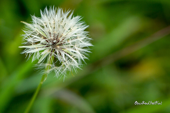 Dandelion |OFa1211|