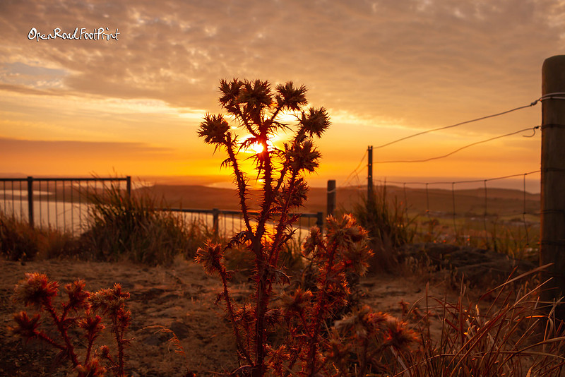 Sunset thistles - with views