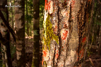 Aussie colours of nature |OFa1241|
