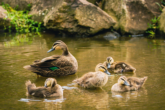 Prompt : FAMILY |OFa201230|