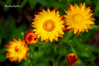 And it was all, yellow. |OFa1244|