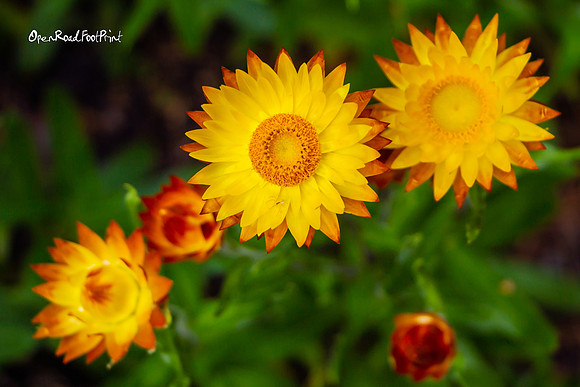 And it was all, yellow. |OFa1244|