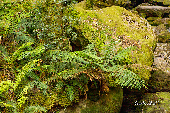 Greenery |OFa1239|