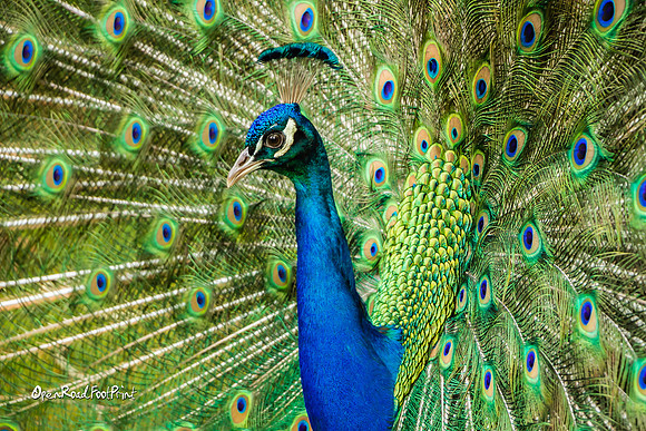 Strutting Mr Peacock - Cataract Gorge, Tasmania |OFa1016|