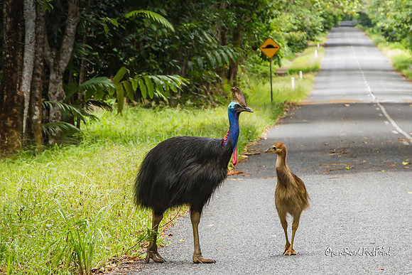 After the storm, a rare cassowary sighting - Daintree Rainforest, Qld |OFt1001|