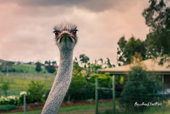 "Are you looking at me" Zoodoo Zoo - Richmond, Tasmania |OFa1013|
