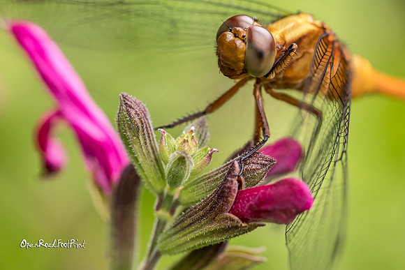 Dragonfly 04, Mt Coo-tha Gardens, Brisbane |OFa1007|