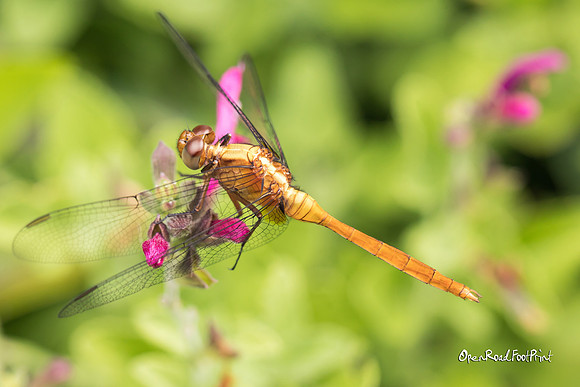Dragonfly 01, Mt Coo-tha Gardens, Brisbane |OFa1004|